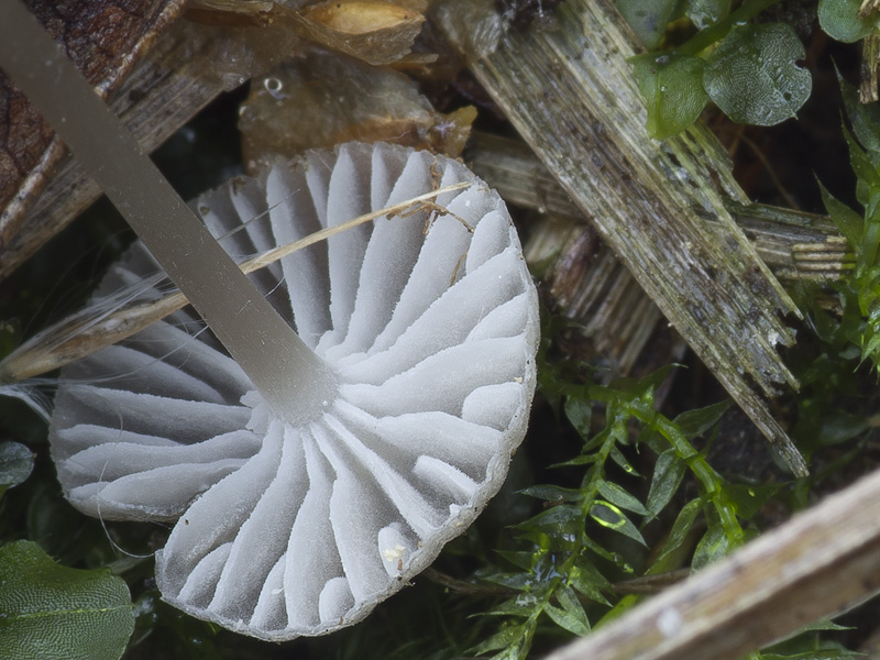 Mycena latifolia